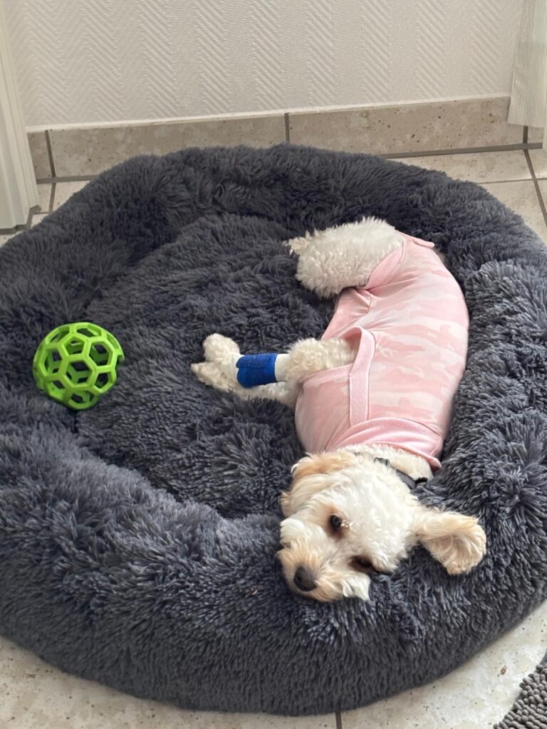 Laika kastriert