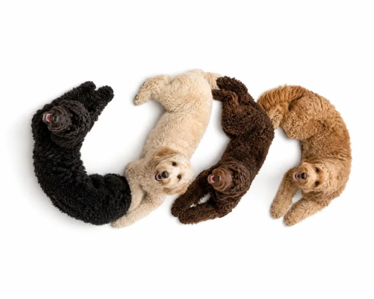 Hundegesetze