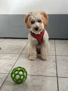 Laika