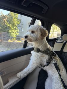 Laika