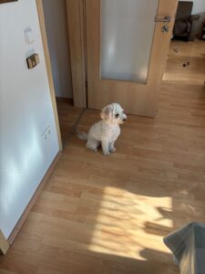 Laika