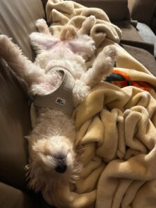 Laika
