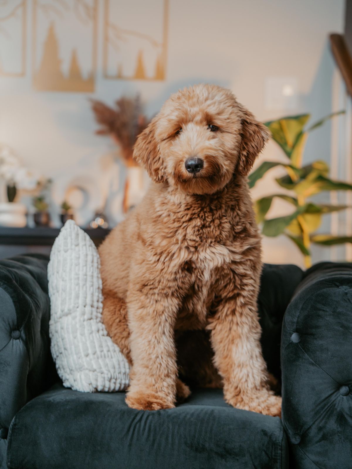 Doodle sitzt in einem stilvoll eingerichteten Wohnzimmer