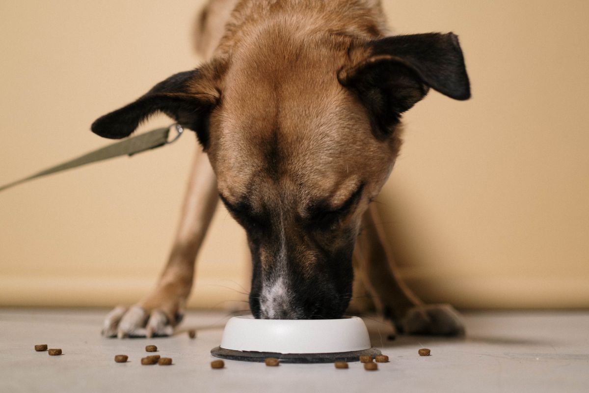 Hund frisst Futter aus einem weißen Napf
